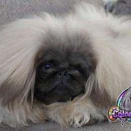 Freddie - Pekingese