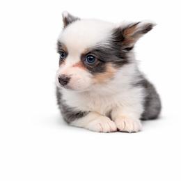 Fraser - Gray and white male American Corgi puppy in Bland, Missouri from Shadey Lane Corgis