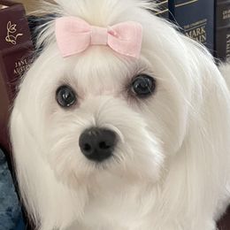 Shine - Maltese