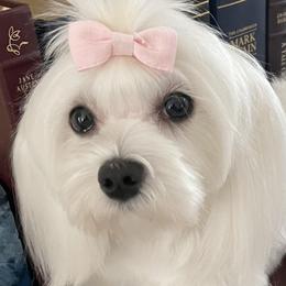 Shine - Maltese
