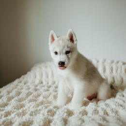 Siberian Husky Puppies from Polaire Siberians