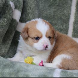 Hazel - Sable merle and white female American Corgi puppy in Scio, Oregon from Abundant Joy Corgis