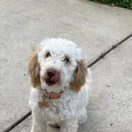 French Bulldog and Goldendoodle All Grown Up from French Valley Miniature Goldendoodles & French Bulldogs
