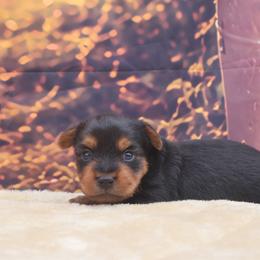 Jake - Black and tan male Yorkshire Terrier puppy in Lamar, Missouri from RJ’S Classy Yorkies
