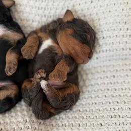 Male - Merle male Bernedoodle puppy in Modesto, California from Central Valley Canine Companions