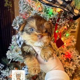 Opal - Chocolate and tan female Yorkshire Terrier puppy in Strunk, Kentucky from Hip Hoppin Yorkies