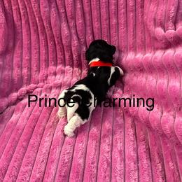 Havanese puppies from A Royal Havanese Court