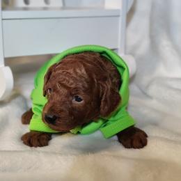 Coton de Tulear and Poodle Puppies from Legacy Pets