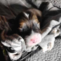 Green Collar - Fawn male Pembroke Welsh Corgi puppy in Yelm, Washington from Tolbolton Creek Corgis