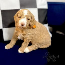 Star - Cream female Goldendoodle puppy in Evans, Georgia from Have-a-Doodle Hill