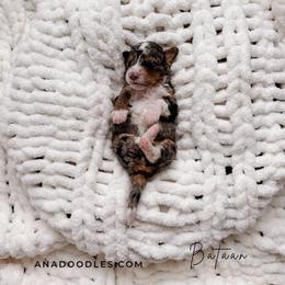Bataan - Tri-color male Bernedoodle puppy in Cold Spring, Minnesota from A.N.A. Doodles