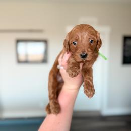 Sneezy - Green Collar - Red  male Goldendoodle puppy in Billings, Montana from Montana Raised Doodles