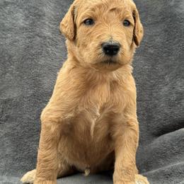 Rogers (Captain America) - Red  male Poodle puppy in Lecanto, Florida from Lecanto Puppy