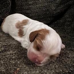 Boy 1 - Blenheim male Cavalier King Charles Spaniel puppy in Graysville, Tennessee from Country Goldens and Mountain Top Cavaliers