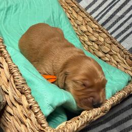 Mary - Golden female Golden Retriever puppy in Sandy, Oregon from Treasured K-9s