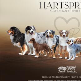 Australian Shepherds from Hartspride Australian Shepherds