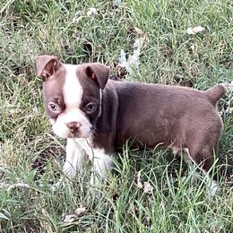Allen - Seal brindle and white male Boston Terrier puppy in Smallett, Missouri from B's Bostons