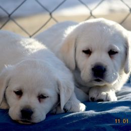Labrador Retriever Puppies from Remington Labradors