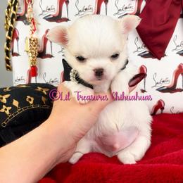 Ripple - Cream male Chihuahua puppy in Anderson, South Carolina from Lil Treasures Chihuahuas