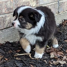 Miniature Australian Shepherd and Toy Australian Shepherd Puppies from Pleasant Grove Aussies