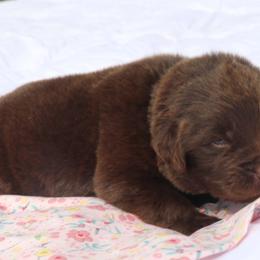 Mocha - Brown female Newfoundland puppy in Kimball Twp, Michigan from Pine River Newfoundlands