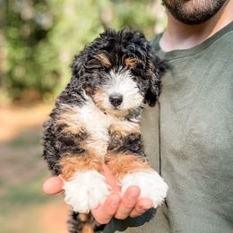 ECHO - Black tri-color male Aussiedoodle puppy in Sharpsburg, Georgia from Steindoodles