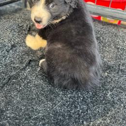 Black tri female - Black tri female Miniature Australian Shepherd puppy in Lemon Cove, California from Magic Ranch Mini Aussies