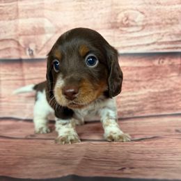Chuck - Piebald male Dachshund puppy in Chariton, Iowa from Mia Lucky Home