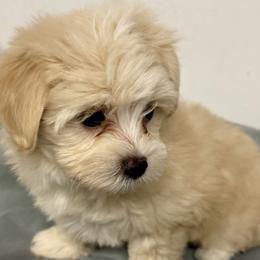 Buttercup - Cream female Maltipoo puppy in Brooksville, Florida from DeVall Maltipoos