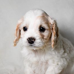 Topaz - Buff and white male Cockapoo puppy in Ellensburg, Washington from Dawn to Dusk Cockapoos