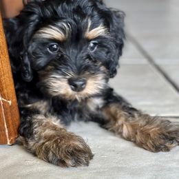 Cavapoo, Cockapoo, and Poodle Puppies from Benji’s Cockapoos