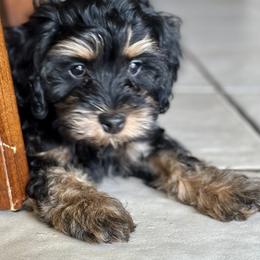 Cavapoo, Cockapoo, and Poodle Puppies from Benji’s Cockapoos