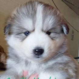 Boy 3 - male Siberian Husky puppy in Terre Haute, Indiana from April's Huskies