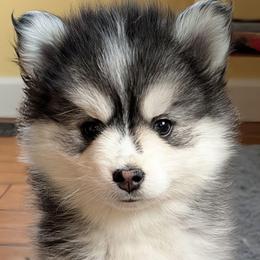 Joe - Black and white male Pomsky puppy in Charlotte, Michigan from Moore Pomskies