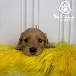 Dani - Cream female Goldendoodle puppy in Utah County, Utah from Big Hearted Breeders