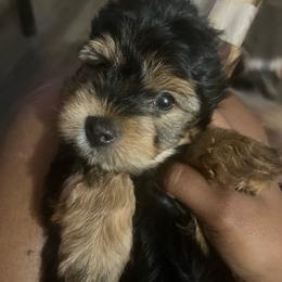 Jasper 1800 - Black and tan male Yorkshire Terrier puppy in Gastonia, North Carolina from Dynasty Kennel