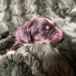 Australian Shepherd Puppies from Burdock Hill Australian Shepards