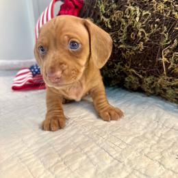 Alvin - Dapple male Dachshund puppy in Hensley, Arkansas from The Dachshund Barn