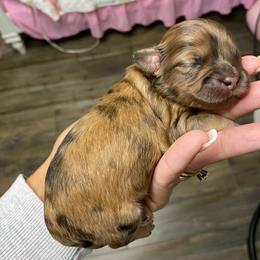 Churro - Merle male Shihpoo puppy in Millsap, Texas from Gaston’s Posh Poodles and Doodles