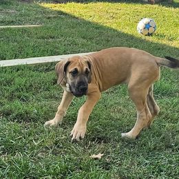 Amity - Fawn female Great Dane puppy in Princeton, Indiana from Phantasm Farms
