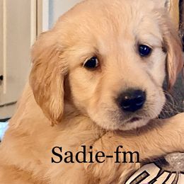 Golden Retriever Puppies from Ginn’s Golden Retrievers