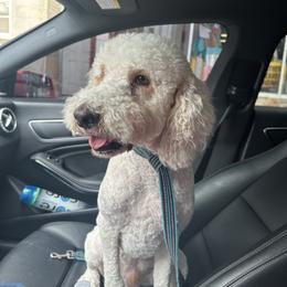 Toby - Poodle