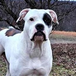 Loretta - Alapaha Blue Blood Bulldog