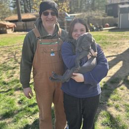 Weimaraner Puppies from Meadow Ridge Weims and Danes
