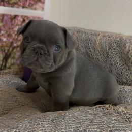Daphne - Blue female French Bulldog puppy in Spokane, Washington from Lilac City Frenchies
