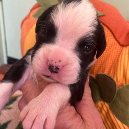 Flashy girl 2 - Brindle female Boxer puppy in Plainwell, Michigan from Hope's Beautiful Boxers