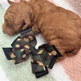 Sage - Red  female Goldendoodle puppy in Alamance County, North Carolina from Doodle Squad Puppies
