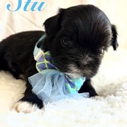 Stu - Black male Shih Tzu puppy in Hemet, California from Aloha Shih Tzu