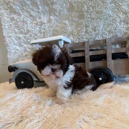 Sailor - Chocolate male Shih Tzu puppy in Success, Missouri from Sweet Success