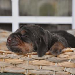 Boy 1 - Liver and tan male Bloodhound puppy in New Edinburg, Arkansas from Blue Collar Kennelz